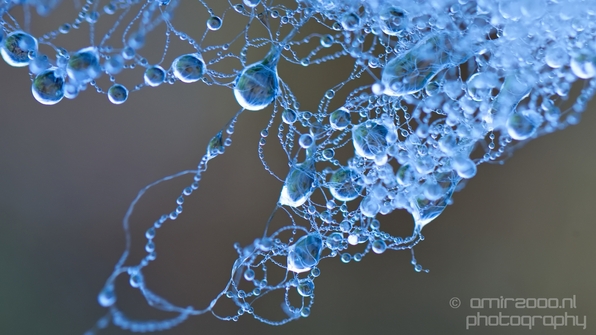 Macro_dew_drops_droplet_nature_Photography_012_Canon_EOS_5D_Mark_IV.JPG