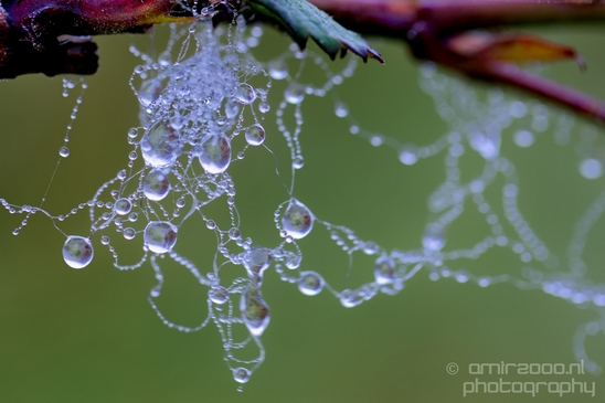 Macro_dew_drops_droplet_nature_Photography_013_Canon_EOS_5D_Mark_IV.JPG