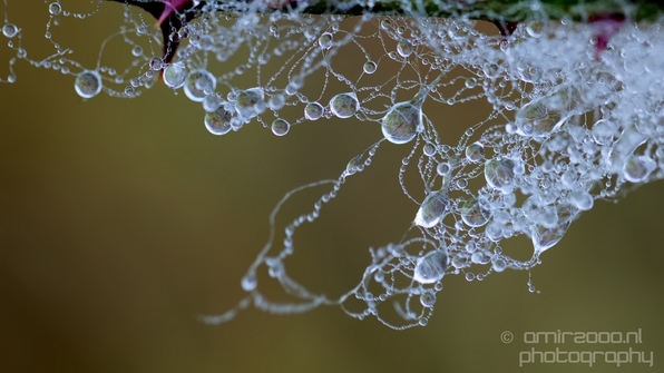 Macro_dew_drops_droplet_nature_Photography_014_Canon_EOS_5D_Mark_IV.JPG