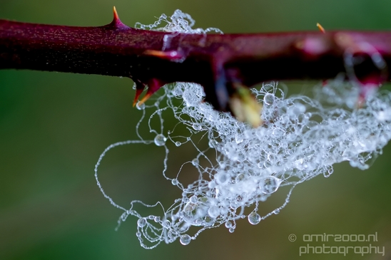 Macro_dew_drops_droplet_nature_Photography_015_Canon_EOS_5D_Mark_IV.JPG