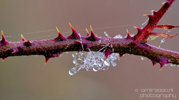 Macro_dew_drops_droplet_nature_Photography_017_Canon_EOS_5D_Mark_IV.JPG