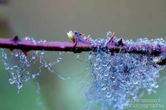 Macro_dew_drops_droplet_nature_Photography_019_Canon_EOS_5D_Mark_IV.JPG