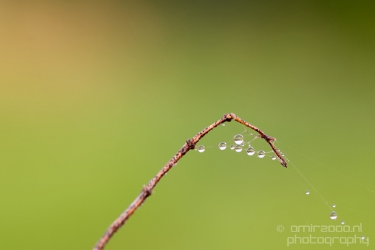 Macro_dew_drops_droplet_nature_Photography_021_Canon_EOS_5D_Mark_IV.JPG