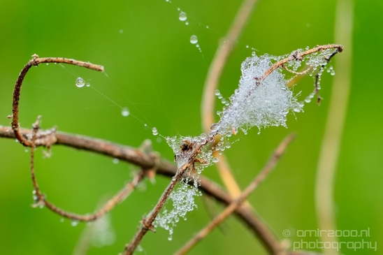 Macro_dew_drops_droplet_nature_Photography_022_Canon_EOS_5D_Mark_IV.JPG