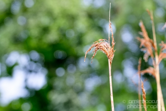 Macro_dew_drops_droplet_nature_Photography_023_Canon_EOS_5D_Mark_IV.JPG