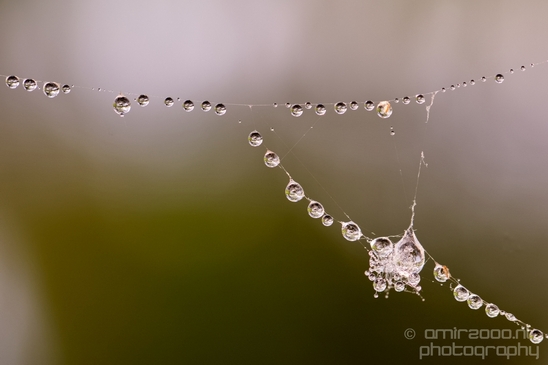 Macro_dew_drops_droplet_nature_Photography_025_Canon_EOS_5D_Mark_IV.JPG