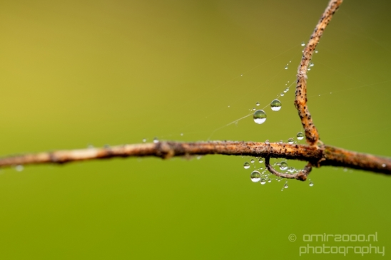 Macro_dew_drops_droplet_nature_Photography_026_Canon_EOS_5D_Mark_IV.JPG