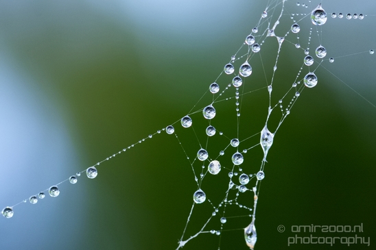 Macro_dew_drops_droplet_nature_Photography_027_Canon_EOS_5D_Mark_IV.JPG