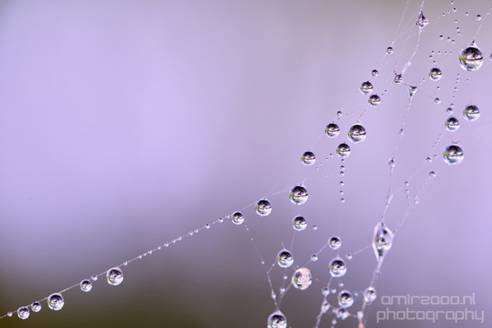 Macro_dew_drops_droplet_nature_Photography_028_Canon_EOS_5D_Mark_IV.JPG