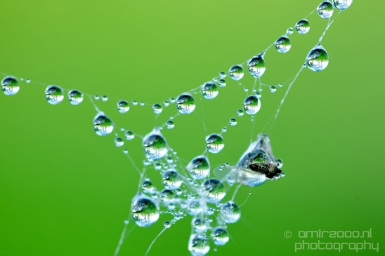 Macro_dew_drops_droplet_nature_Photography_029_Canon_EOS_5D_Mark_IV.JPG