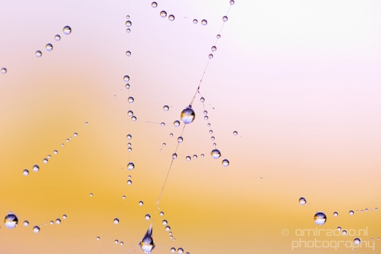Macro_dew_drops_droplet_nature_Photography_032_Canon_EOS_5D_Mark_IV.JPG