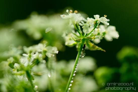 Macro_dew_drops_droplet_nature_Photography_033_Canon_EOS_5D_Mark_IV.JPG