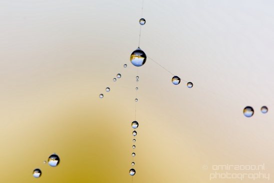 Macro_dew_drops_droplet_nature_Photography_034_Canon_EOS_5D_Mark_IV.JPG