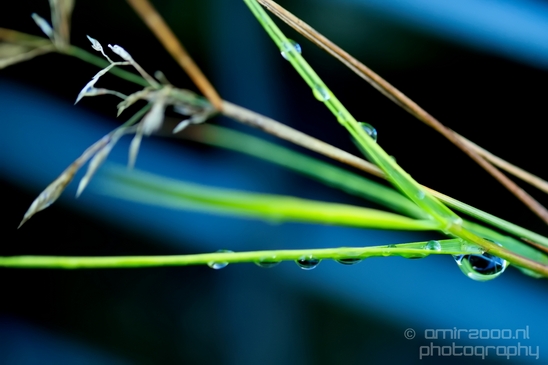 Macro_dew_drops_droplet_nature_Photography_035_Canon_EOS_5D_Mark_IV.JPG
