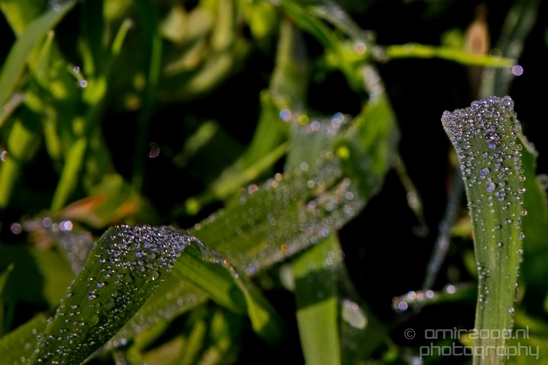 Macro_dew_drops_droplet_nature_Photography_036_Canon_EOS_5D_Mark_IV.JPG