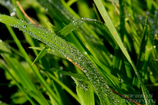 Macro_dew_drops_droplet_nature_Photography_037_Canon_EOS_5D_Mark_IV.JPG