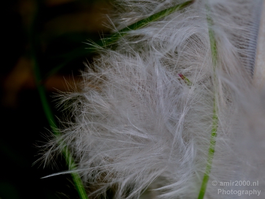 Macro_feather_nature_Photography_002_Canon_EOS_5D_Mark_IV.JPG