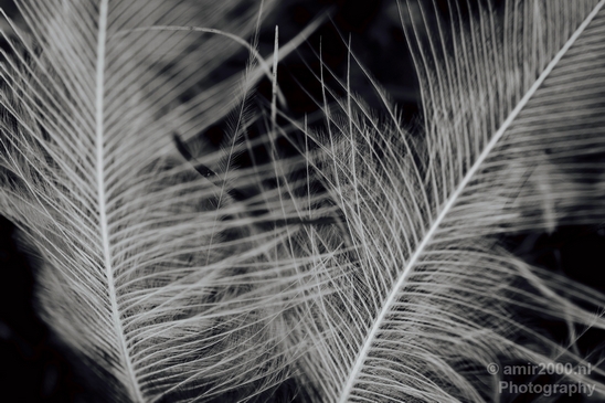 Macro_feather_nature_Photography_003_Canon_EOS_5D_Mark_IV.JPG