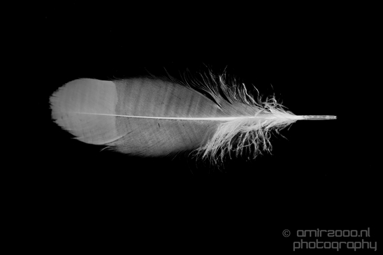 Macro_feather_nature_Photography_004_Canon_EOS_5D_Mark_IV.JPG