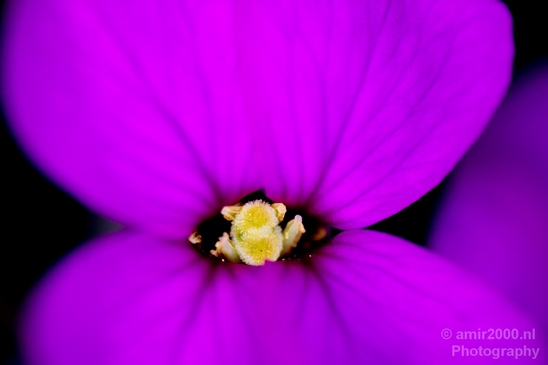Macro_flower_nature_Photography_007_Canon_EOS_5D_Mark_IV.JPG