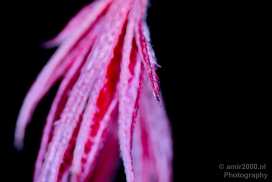 Macro_flower_nature_Photography_008_Canon_EOS_5D_Mark_IV.JPG