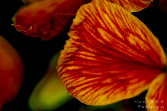 Macro_flower_nature_Photography_012_Canon_EOS_5D_Mark_IV.JPG