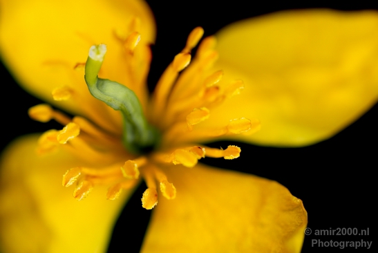 Macro_flower_nature_Photography_015_Canon_EOS_5D_Mark_IV.JPG