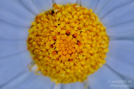 Macro_flower_nature_Photography_018_Canon_EOS_5D_Mark_IV.JPG