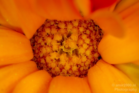 Macro_flower_nature_Photography_029_Canon_EOS_5D_Mark_IV.JPG