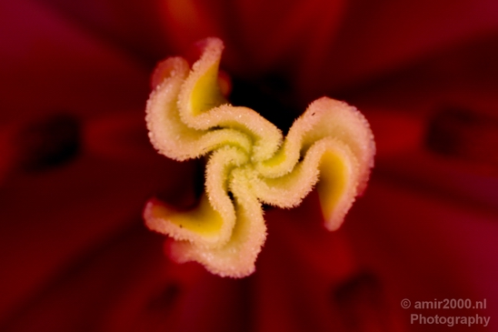 Macro_flower_nature_Photography_030_Canon_EOS_5D_Mark_IV.JPG