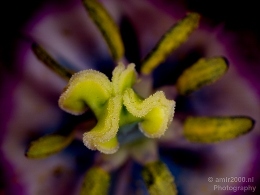 Macro_flower_nature_Photography_035_Canon_EOS_5D_Mark_IV.JPG