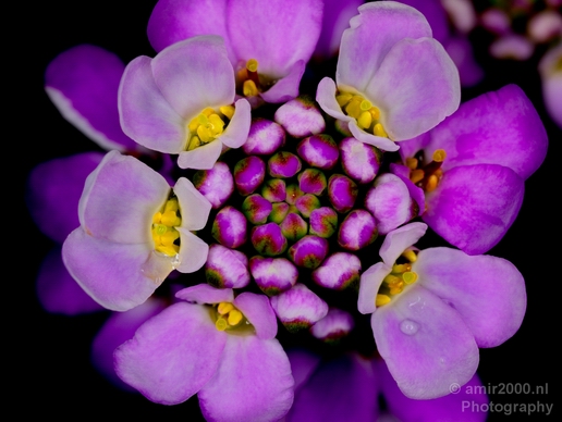 Macro_flower_nature_Photography_044_Canon_EOS_5D_Mark_IV.JPG
