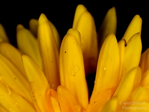 Macro_flower_nature_Photography_048_Canon_EOS_5D_Mark_IV.JPG