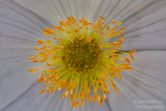 Macro_flower_nature_Photography_058_Canon_EOS_5D_Mark_IV.JPG