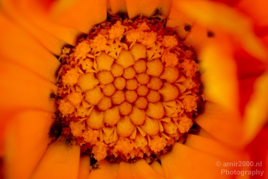 Macro_flower_nature_Photography_060_Canon_EOS_5D_Mark_IV.JPG