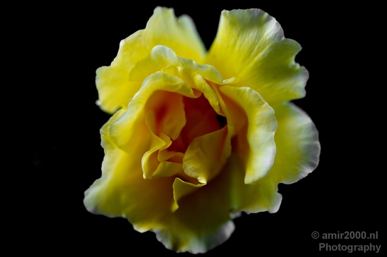Macro_flower_nature_Photography_063_Canon_EOS_5D_Mark_IV.JPG