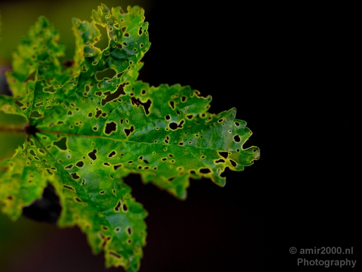 Macro_flower_nature_Photography_065_Canon_EOS_5D_Mark_IV.JPG