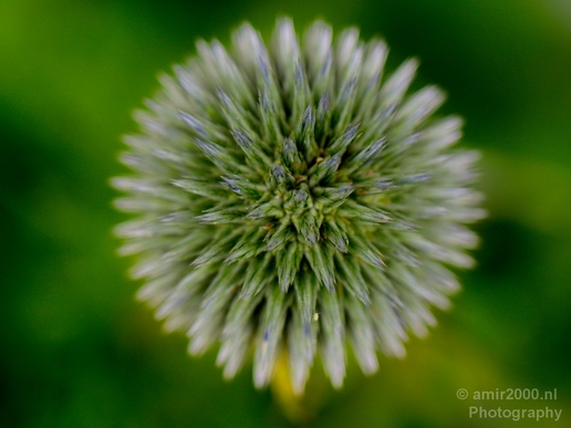 Macro_flower_nature_Photography_072_Canon_EOS_5D_Mark_IV.JPG