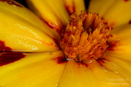 Macro_flower_nature_Photography_085_Canon_EOS_5D_Mark_IV.JPG