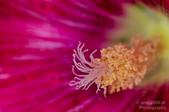 Macro_flower_nature_Photography_089_Canon_EOS_5D_Mark_IV.JPG