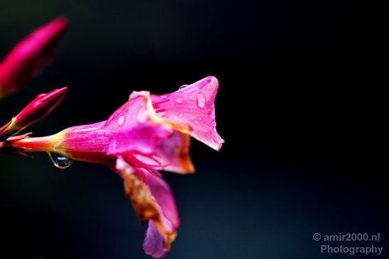 Macro_flower_nature_Photography_099_Canon_EOS_5D_Mark_IV.JPG