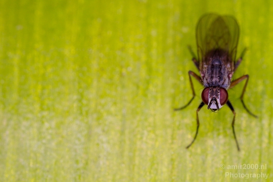 Macro_fly_nature_Photography_001_Canon_EOS_5D_Mark_IV.JPG
