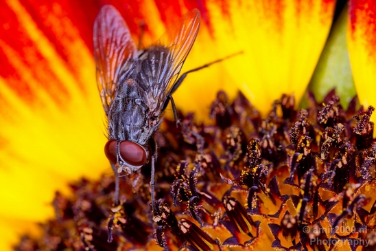 Macro Photography – Close