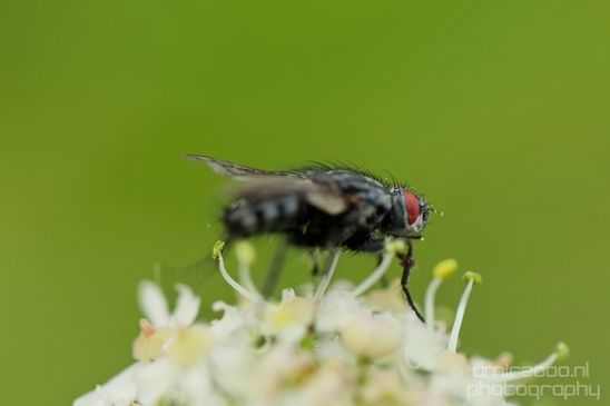 Macro_fly_nature_Photography_005_Canon_EOS_5D_Mark_IV.JPG