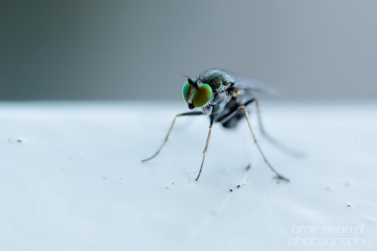 Macro_fly_nature_Photography_006_Canon_EOS_5D_Mark_IV.JPG