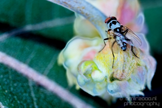Macro_fly_nature_Photography_007_Canon_EOS_5D_Mark_IV.JPG