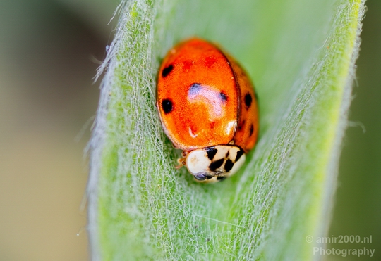 Macro_ladybug_nature_Photography_001_Canon_EOS_5D_Mark_IV.JPG