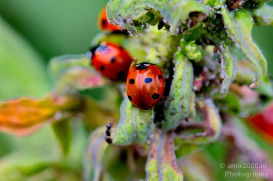 Macro_ladybug_nature_Photography_002_Canon_EOS_5D_Mark_IV.JPG