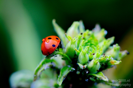 Macro_ladybug_nature_Photography_003_Canon_EOS_5D_Mark_IV.JPG
