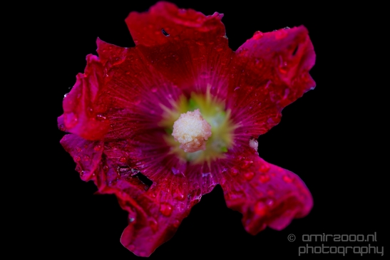 Macro_looking_at_flowers_nature_Hortus_Botanicus_Amsterdam_Netherlands_Photography_001_Canon_EOS_5D_Mark_IV.JPG